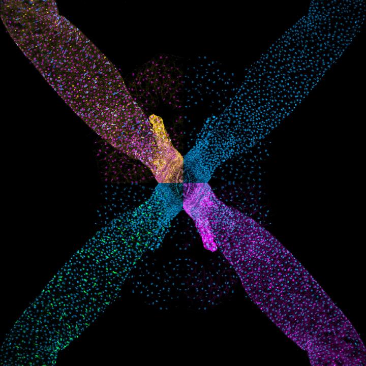 Ets21c Governs Tissue Renewal, Stress Tolerance, and Aging in the Drosophila Intestine