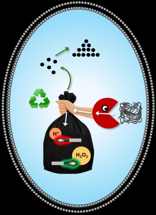 Tracking molecules and ions within cellular recycle bags.