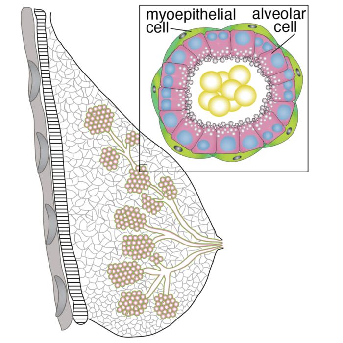 Mammary gland