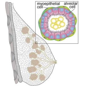 Mammary gland