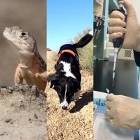 Composite Lizard  Dog Science