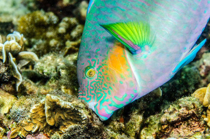 Complex Biological Systems within Coral Reefs