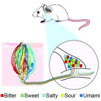 Mouse Taste System