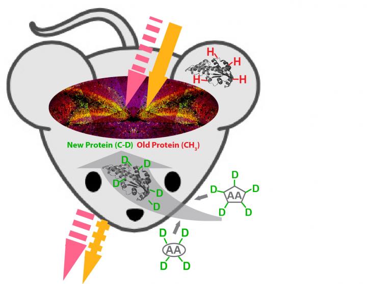 New Microscopy Technique Allows Mapping Protein Synthesis in Living Tissues and Animals