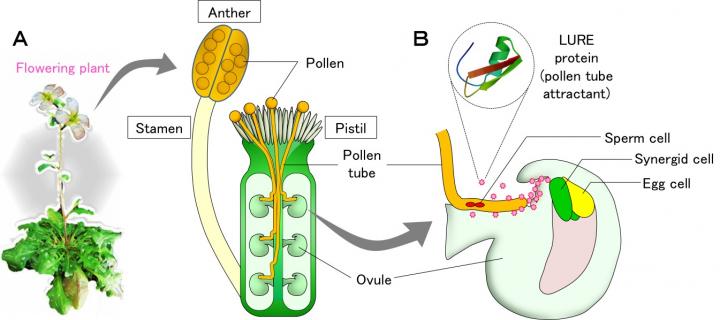 Figure 1. Pollen Tube Growth and Guidance by the LURE Peptide in <I>Arabidopsis</I>
