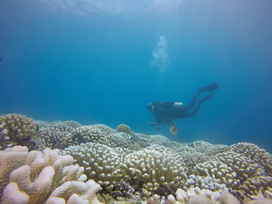 Rice marine biologist sampling bleached coral reef at Moorea in 2019