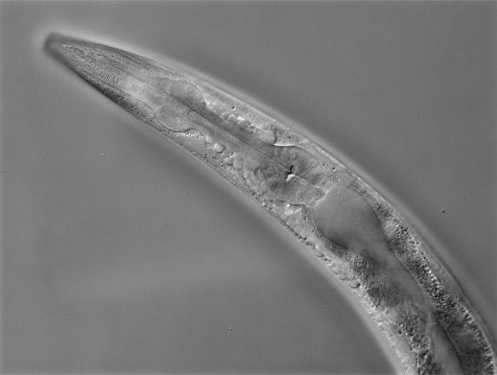 C. elegans-microscope