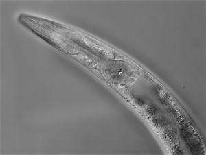 C. elegans-microscope