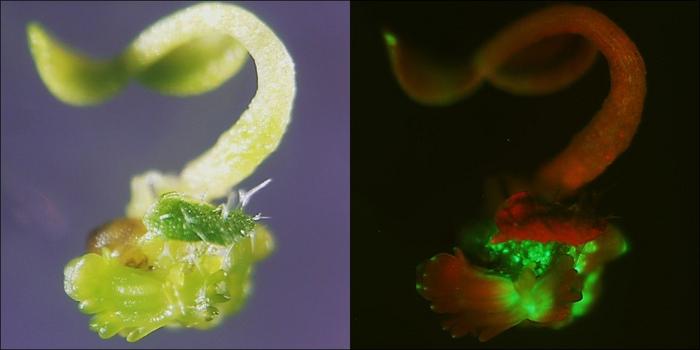 Enhancing the efficiency of plant regeneration