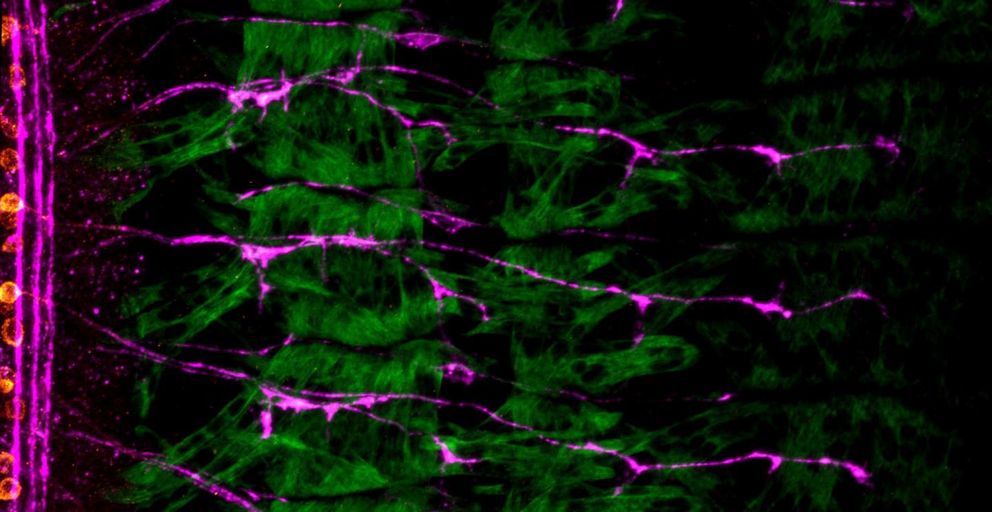 <i>Drosophila</i> Motor Nerves Connecting to Their Target Muscles