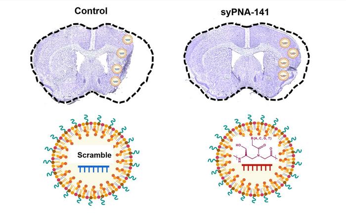 miRNA-141-3p inhibitor