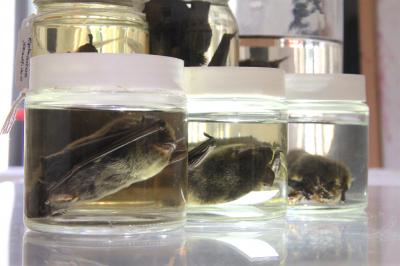 Too Many Bats Are Being Killed for Research