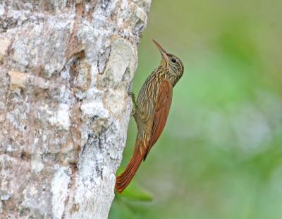 Streak-headed Woodcreeper
