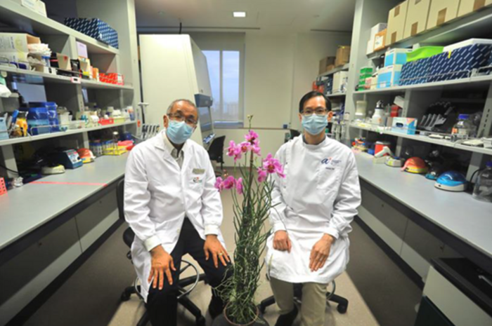 Researchers with the Papilionanthe Miss Joaquim. (From left to right) Prof Teh Bin Tean, Director, SingHealth Duke-NUS Institute of Biodiversity Medicine, and Senior Group Leader of the Laboratory of Biodiversity Genomics at GIS, and Prof Patrick Tan, Executive Director of the Genome Institute of Singapore. Photo Credit: SingHealth