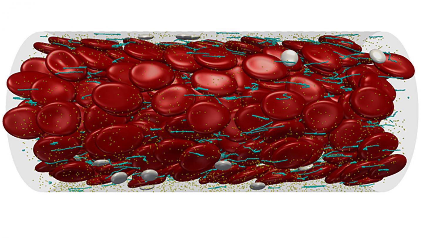 Multiscale Modeling of Complex Blood Flow through a Microvessel