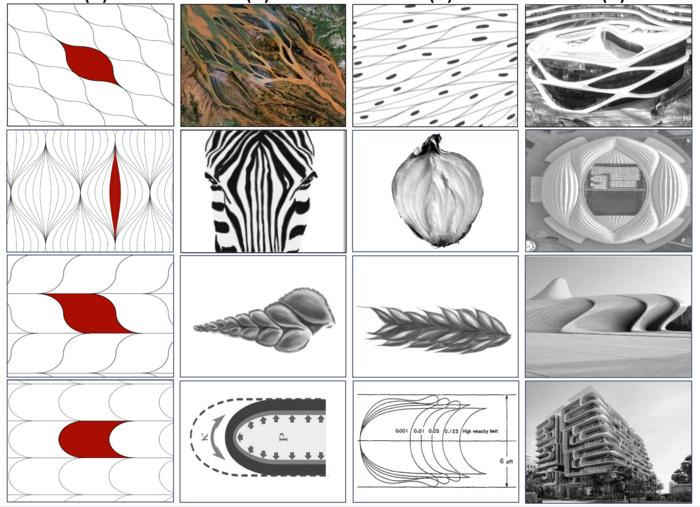 Examples of planar soft cells with two sharp corners in nature and in architecture