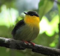 Male Golden Collared-Manakin