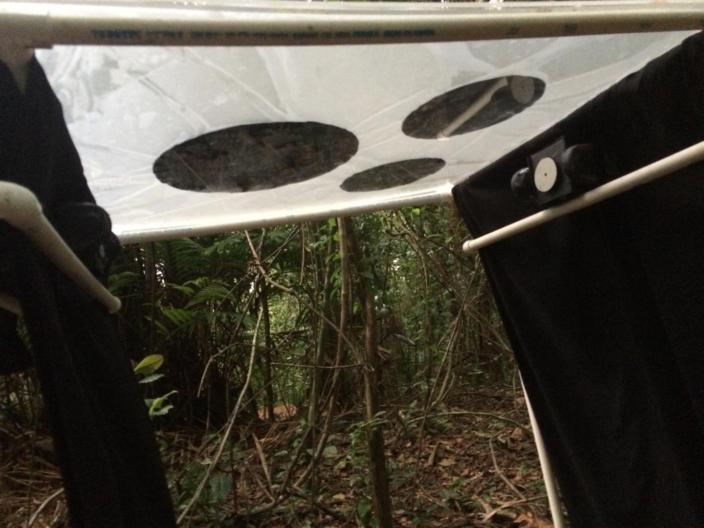 Canopy pattern two nests