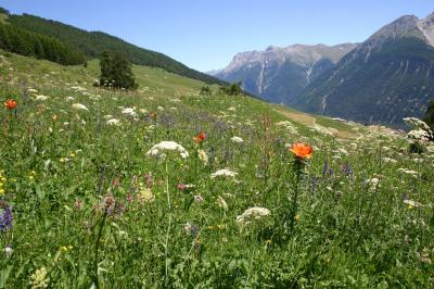 Putting the 'Green' Back in Europe's Farming Policy (3 of 9)