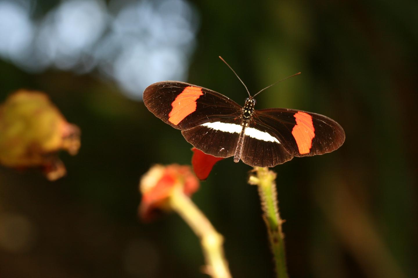Passionvine Butterfly in Panama