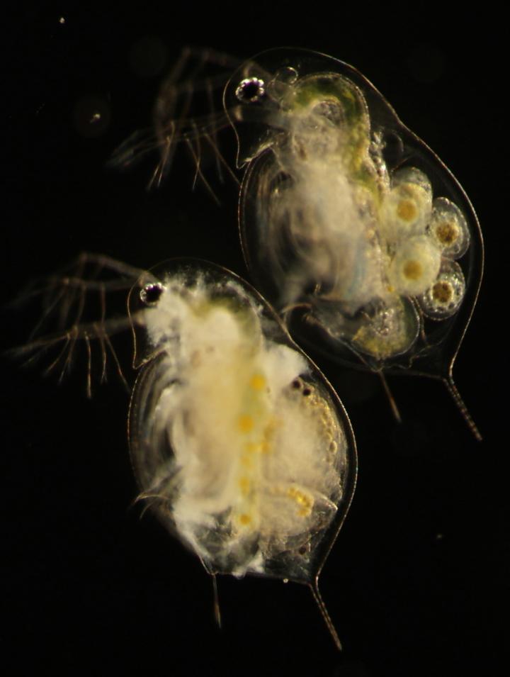 An Uninfected and Infected Water Flea