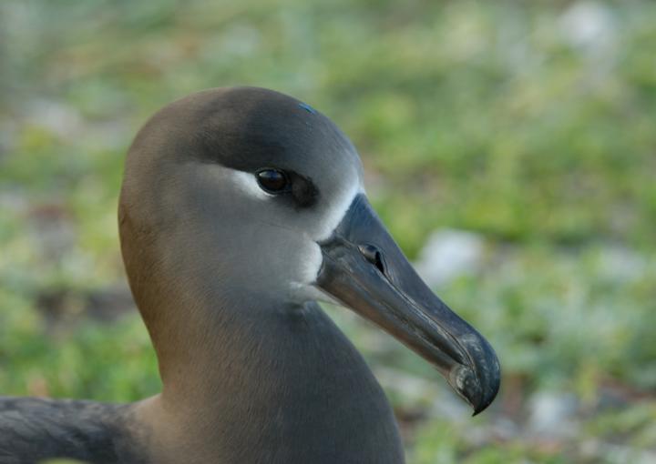 Black-Footed Albatross