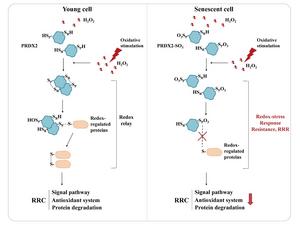 Schematic diagram of Redox-stress Response Resistance (RRR)