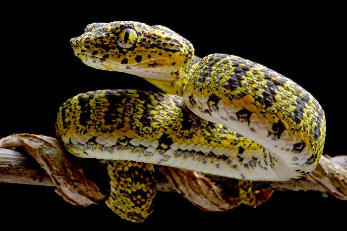 Black-and-yellow morph of Hussain’s Eyelash-Pitviper