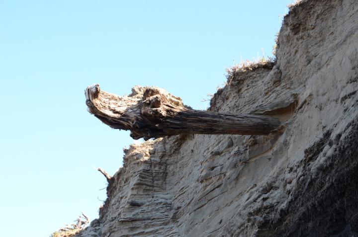 Driftwood