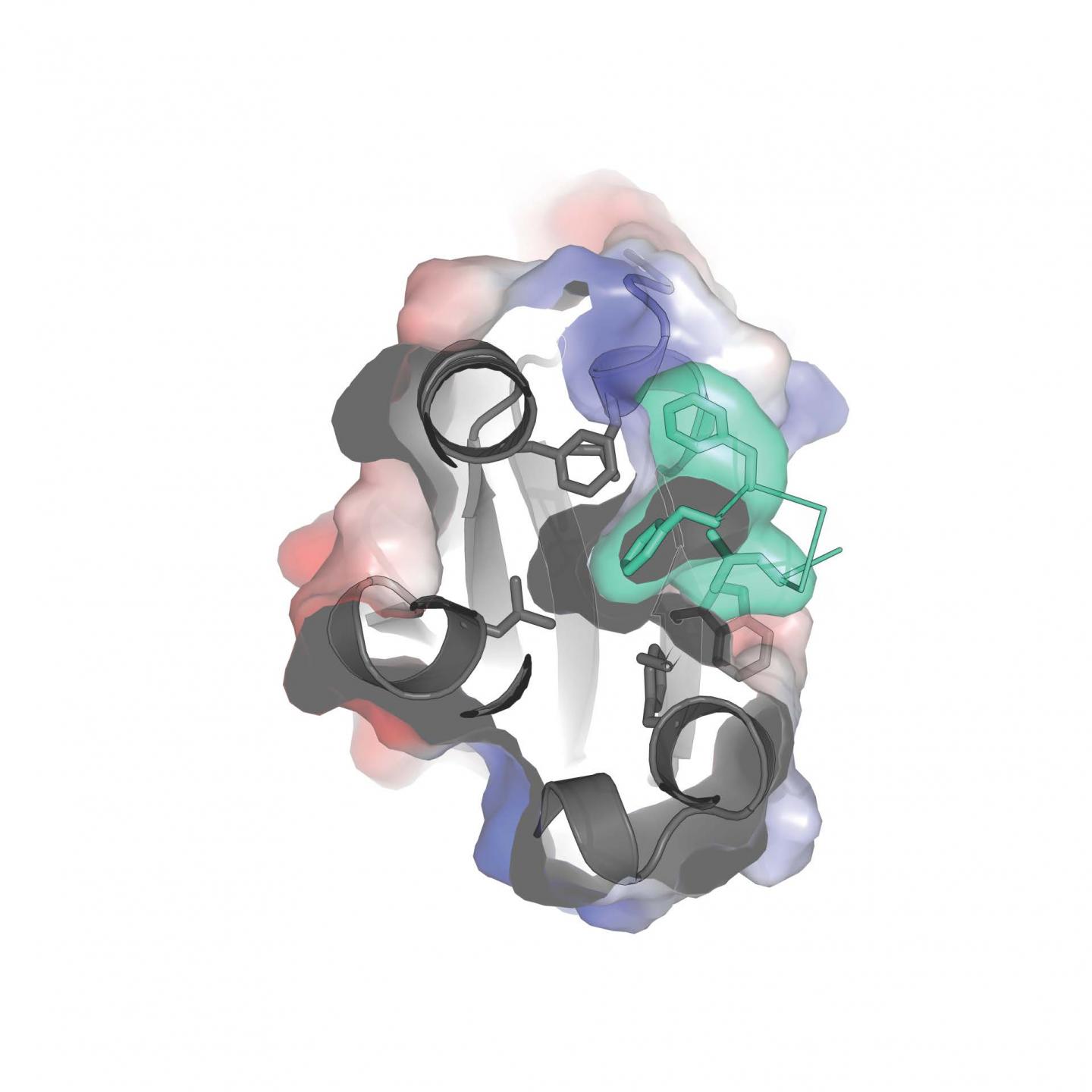 Sliced View of the cGMP B-site of PKG-1&alpha;