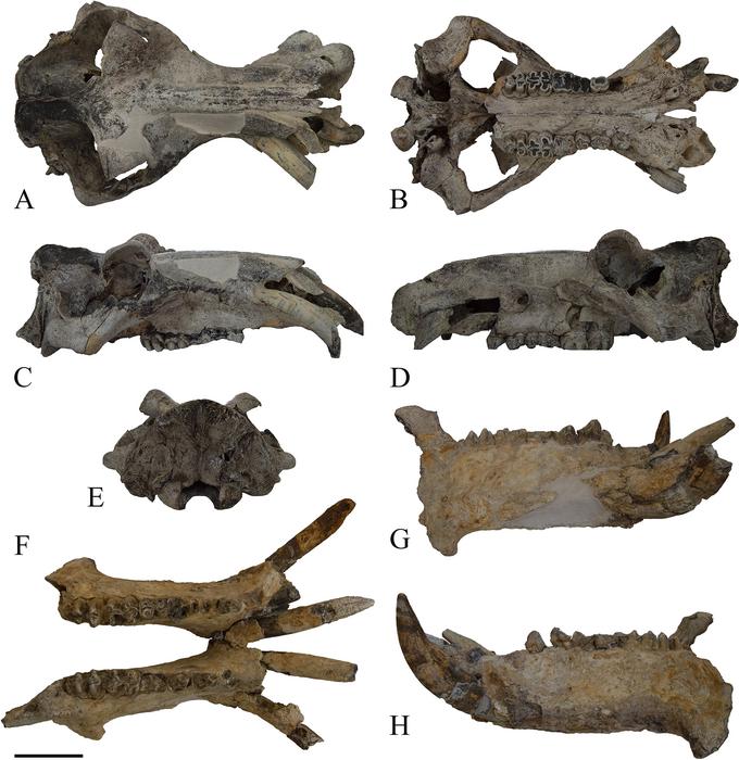 Reinforcing the idea of an early dispersal of Hippopotamus amphibius in Europe: Restoration and multidisciplinary study of the skull from the Middle Pleistocene of Cava Montanari (Rome, central Italy)
