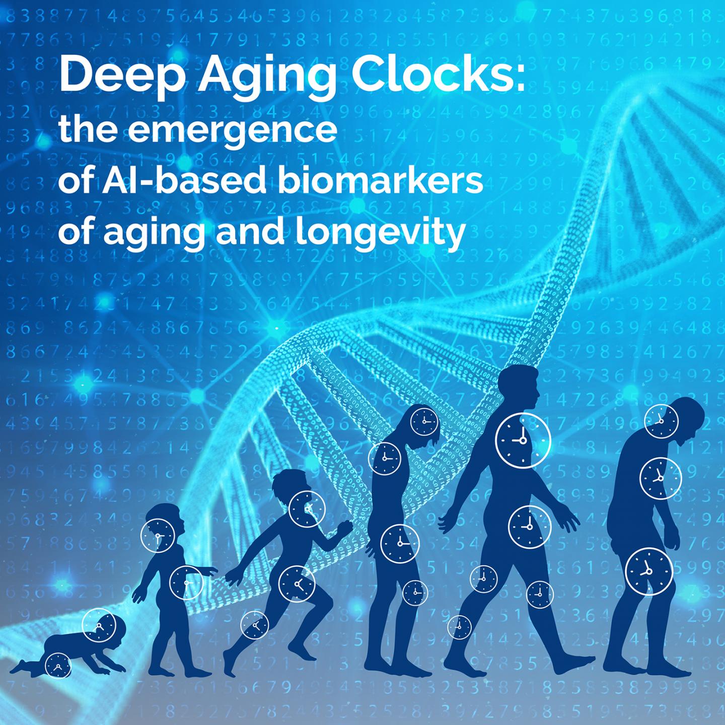 Deep Aging Clocks