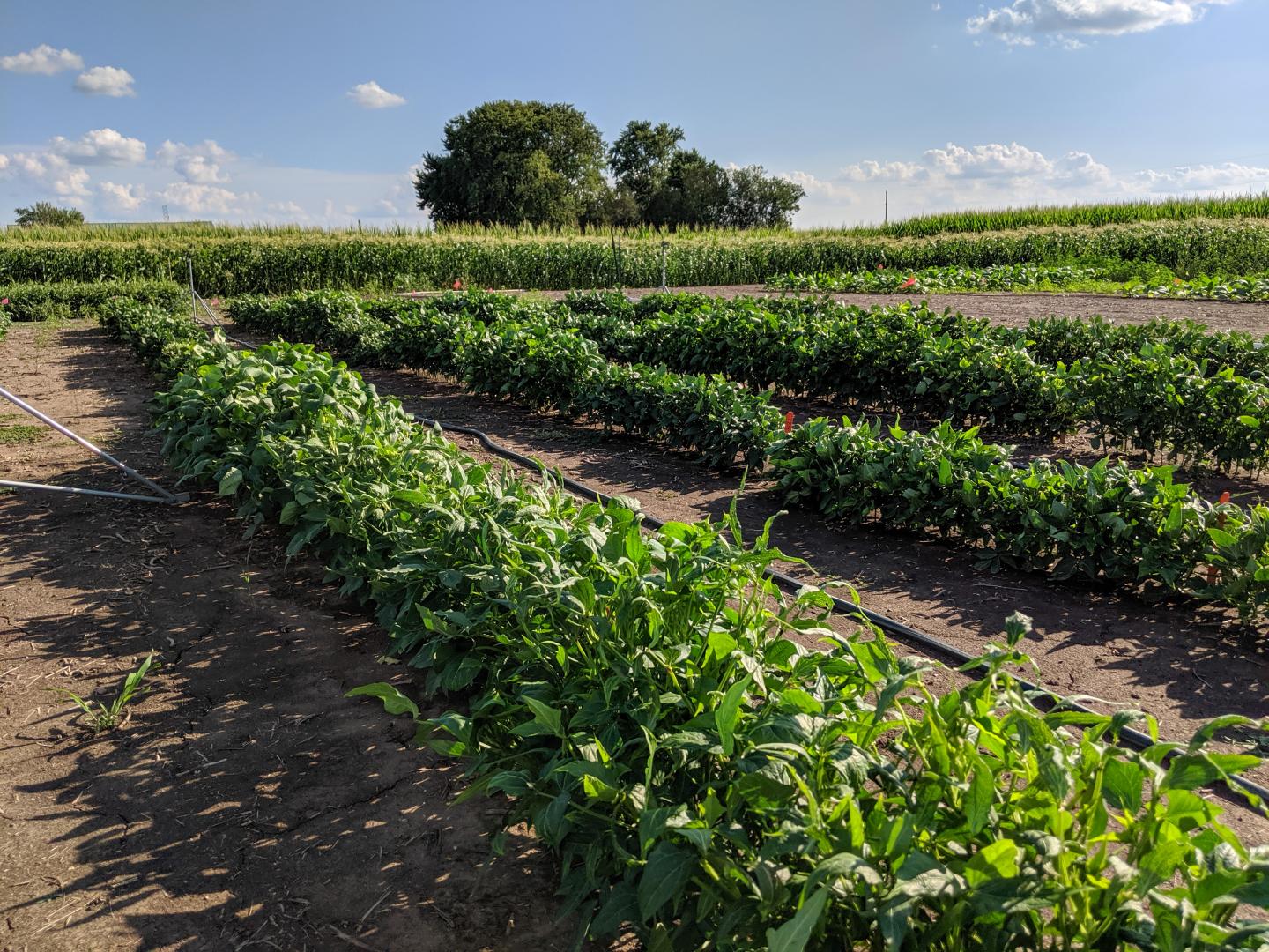 Cowpea field rows