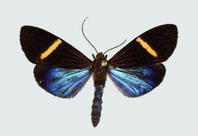 <i>Erbessa albilinea</i>