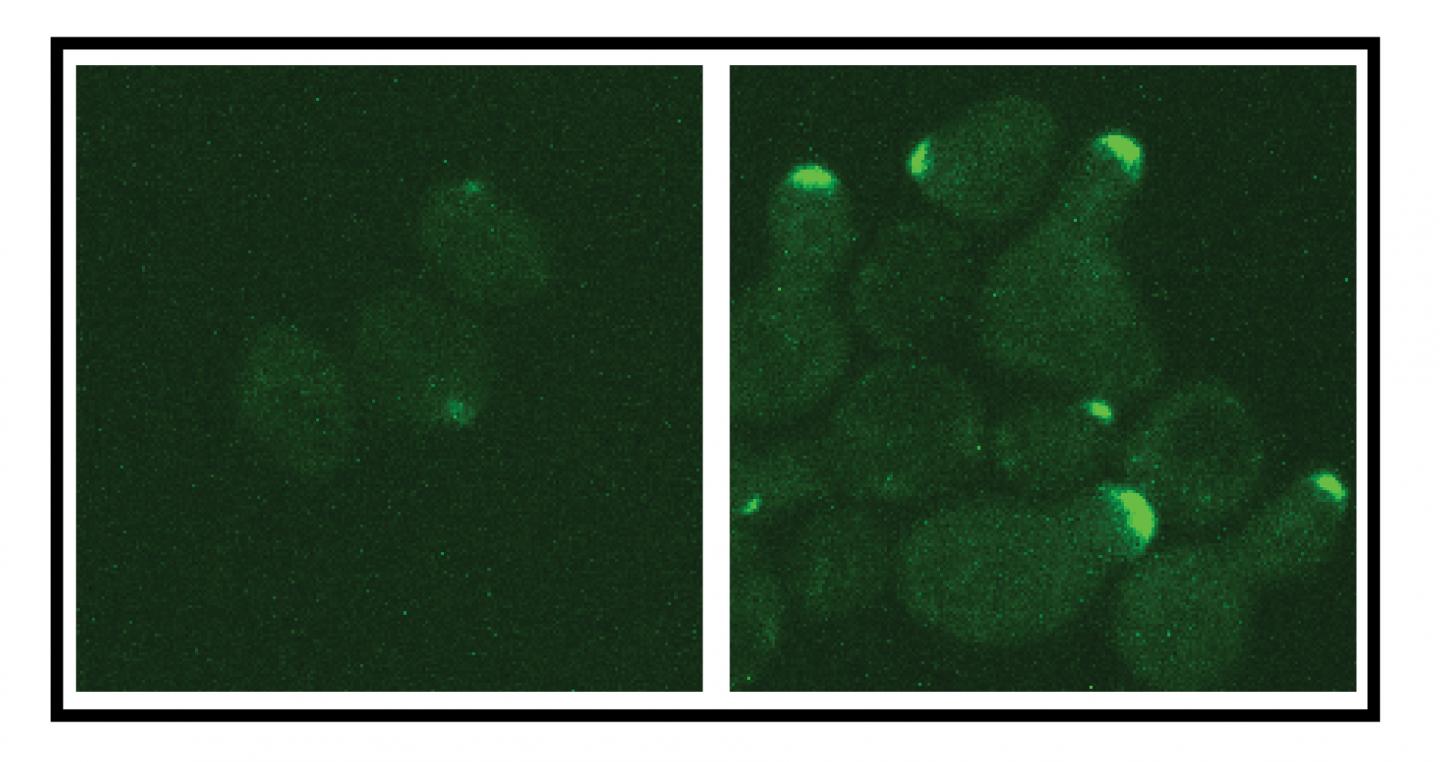 Comparison of Cell Signaling Braking Activity
