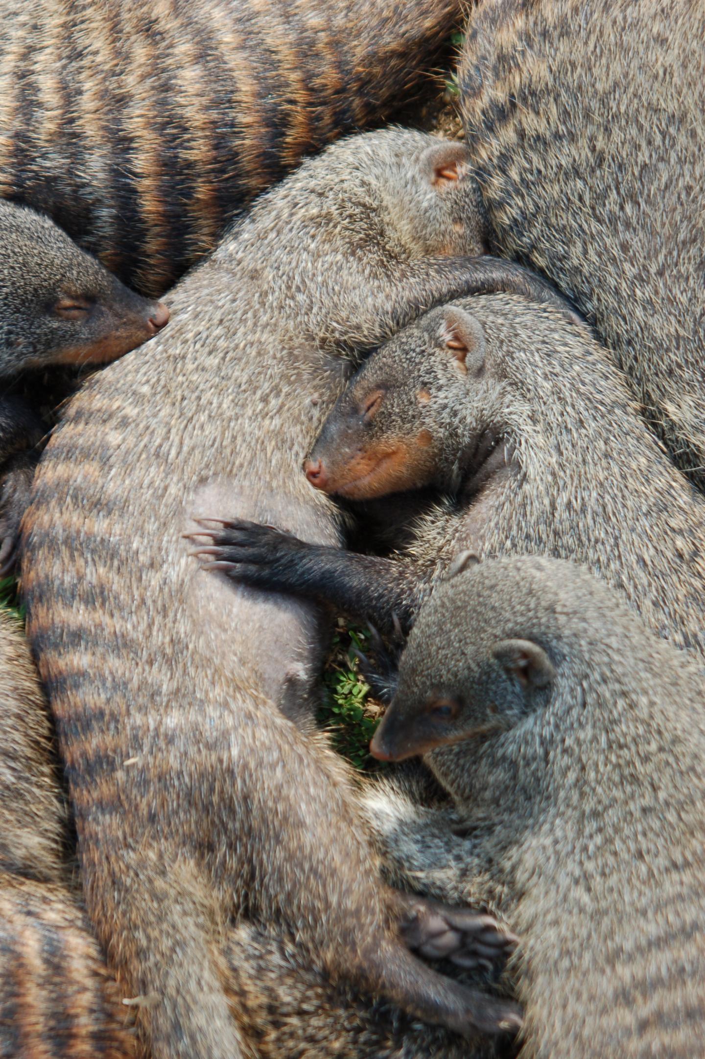 Banded Mongooses (2 of 3)