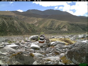 Double-banded plover