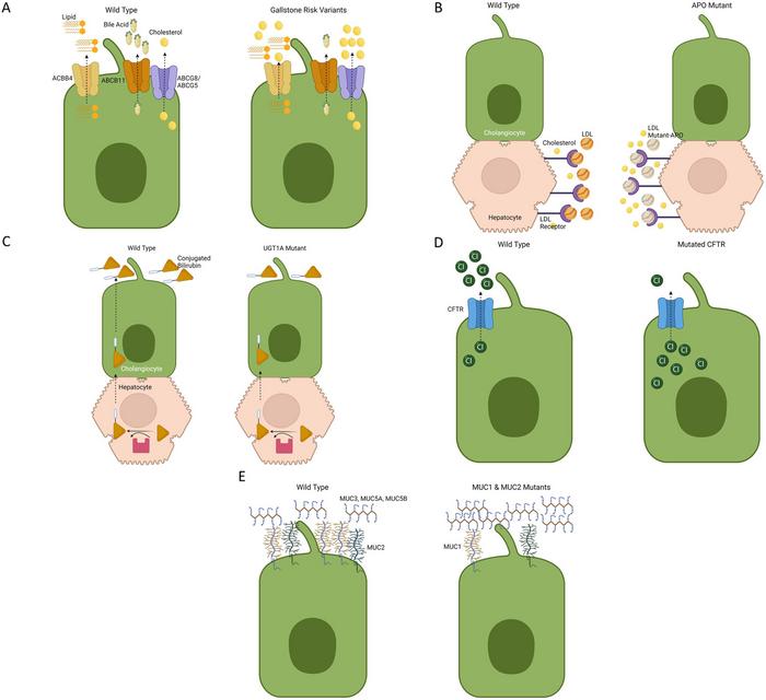 Protein products of genes linked to GS disease and their functions in physiology and pathophysiology