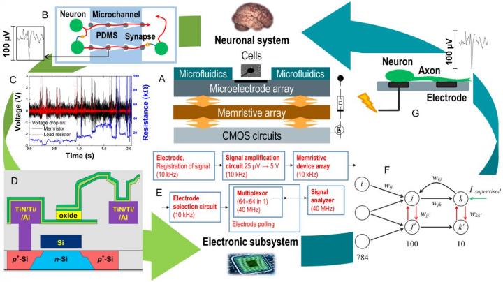 FIG. 1    |     Memristive neurohybrid chip