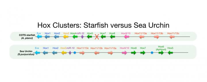 Echinoderm Hox Cluster Comparison