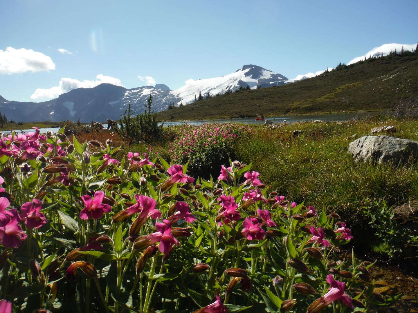 Species Distribution Models