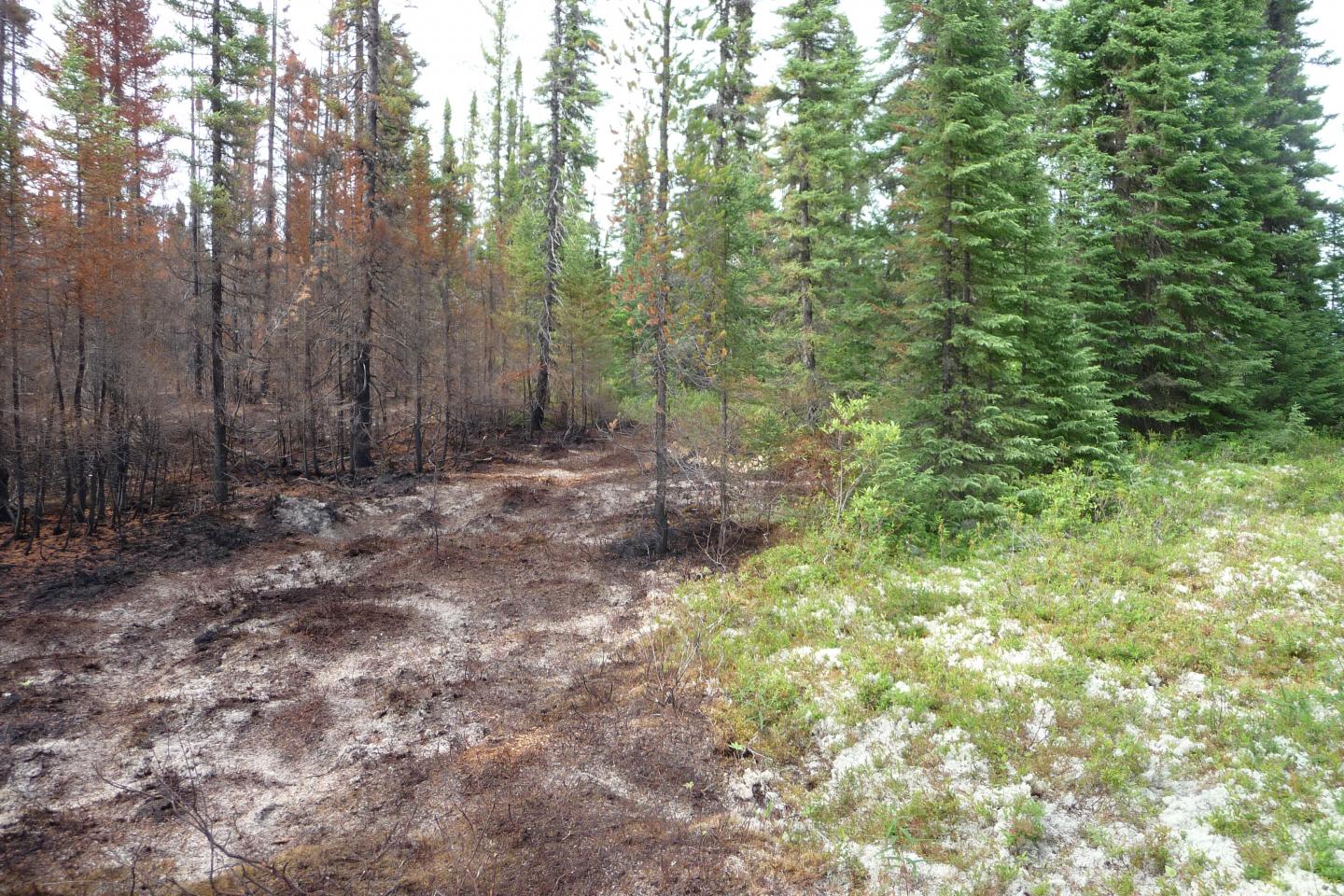 Boundary of a Recent Low-Intensity Stand-Replacing Fire