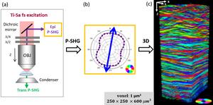 Polarization-resolved SHG imaging of the cornea structure.