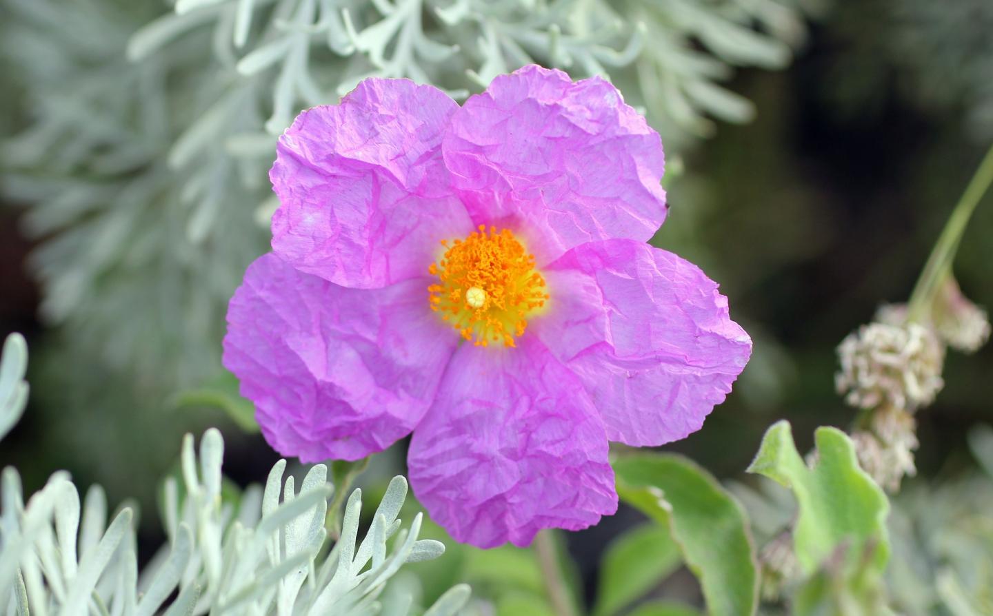 Cistus