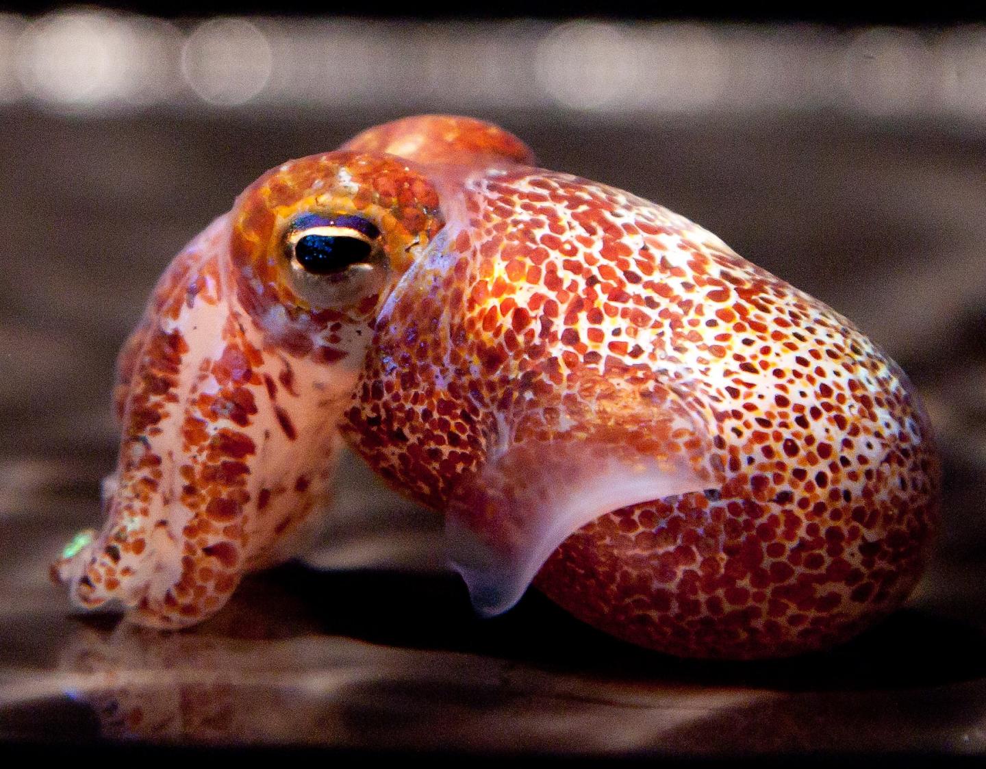 Good Bacteria Example: Light-Producing Bacteria that Helps the Squid Defend against Predators