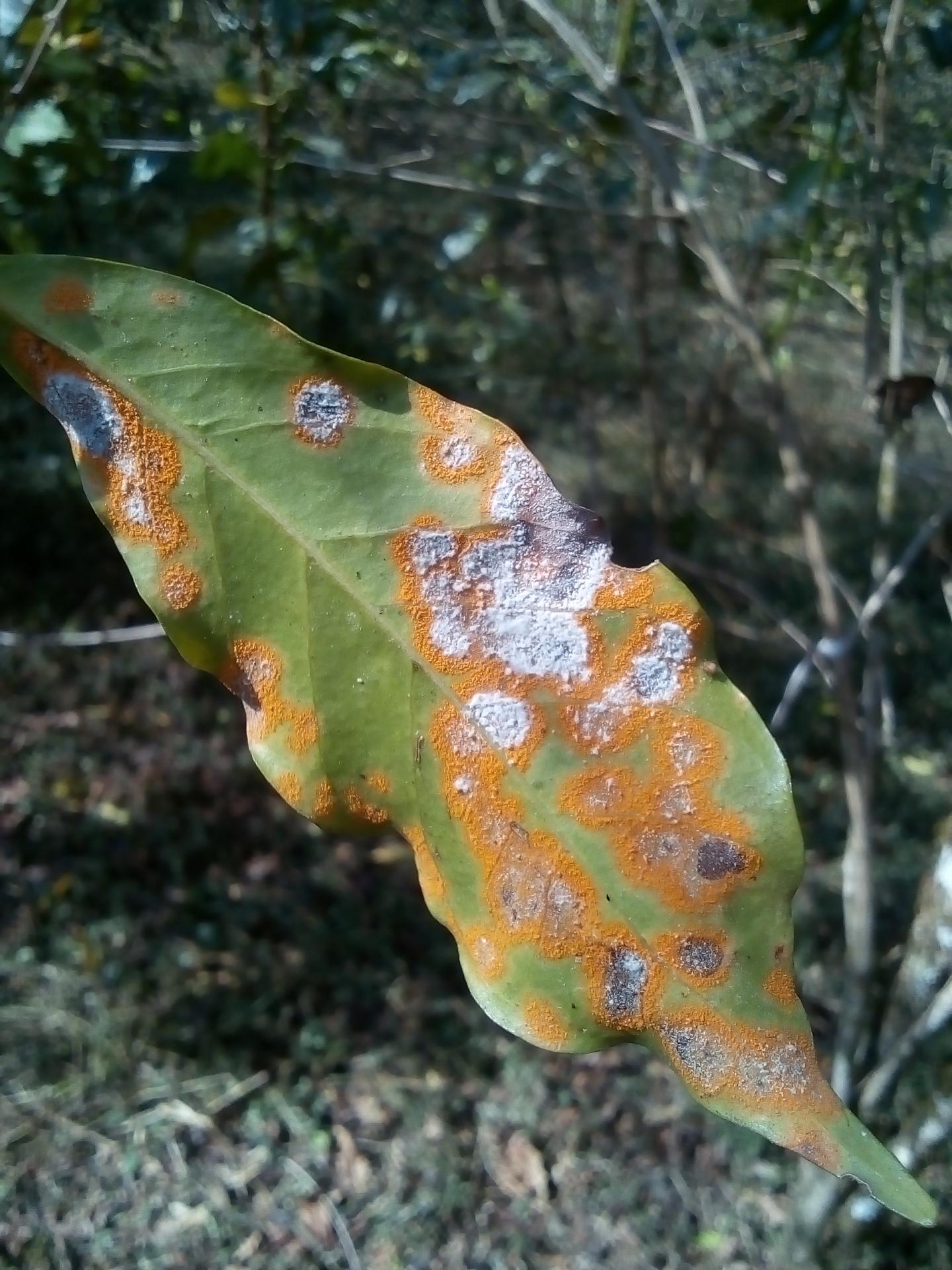 Coffe leaf with coffe leaf rust and hyperparasite