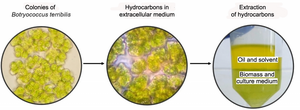 Microalgae for biofuel production