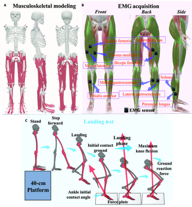 Overview of the data collection and the ACL model