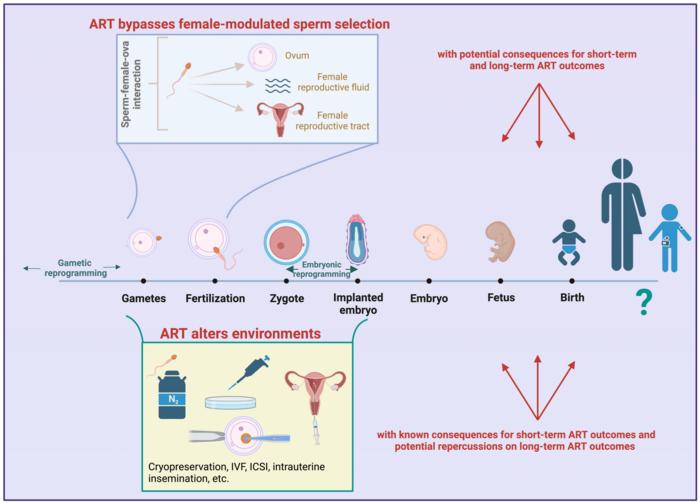 Simulating Natural Selection in Assisted Reproduction