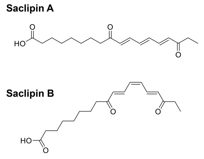 Chemical structures of saclipin A and saclipin B